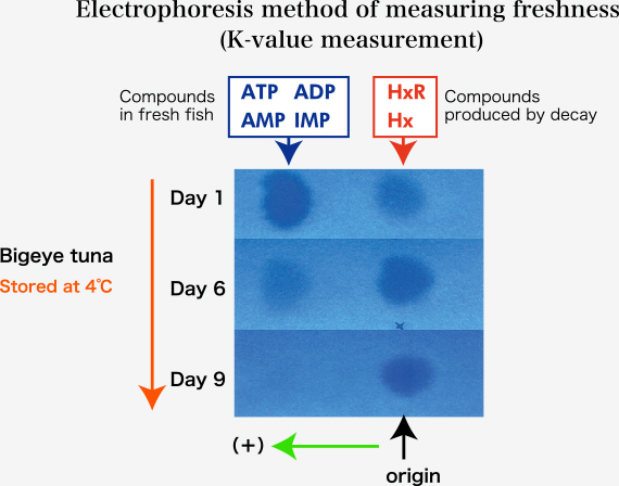 Electrophoresis method of measuring freshness（Ｋ-value measuremennt）