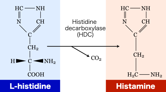Production of Histamine